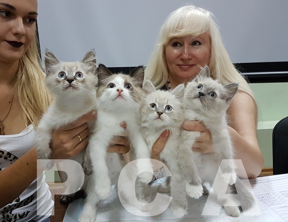 Питомник сибирских кошек СИБИРСКАЯ СКАЗКА